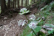 28 Fiori di Astranzia maggiore (Astrantia major)